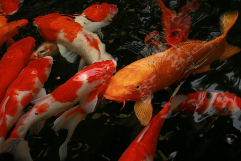 Prysznice wodne (Bakki Shower) – japoński sposób na ekstremalną filtrację biologiczną